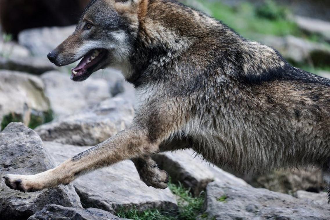Un chien retrouvé mort suite à la morsure d'un loup