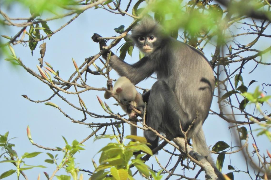 Une nouvelle espèce de singe découverte et déjà menacée d'extinction