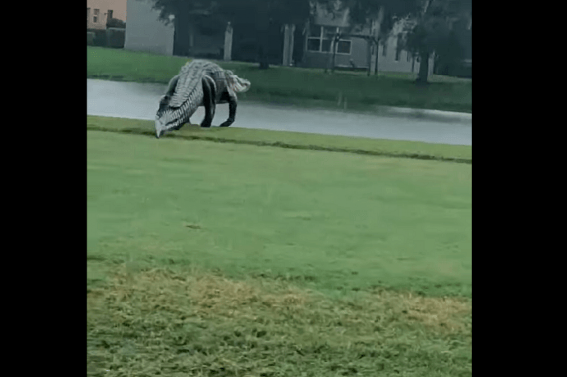 VIDEO. Un alligator gigantesque filmé dans un golf durant un ouragan