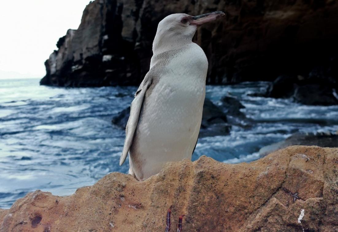 Un rare pingouin entièrement blanc découvert dans les Galapagos