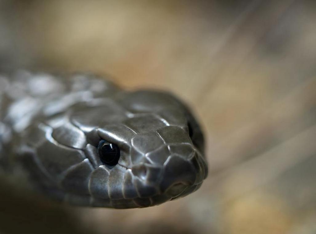 Un Australien tué par un serpent d'1,4 mètre de long