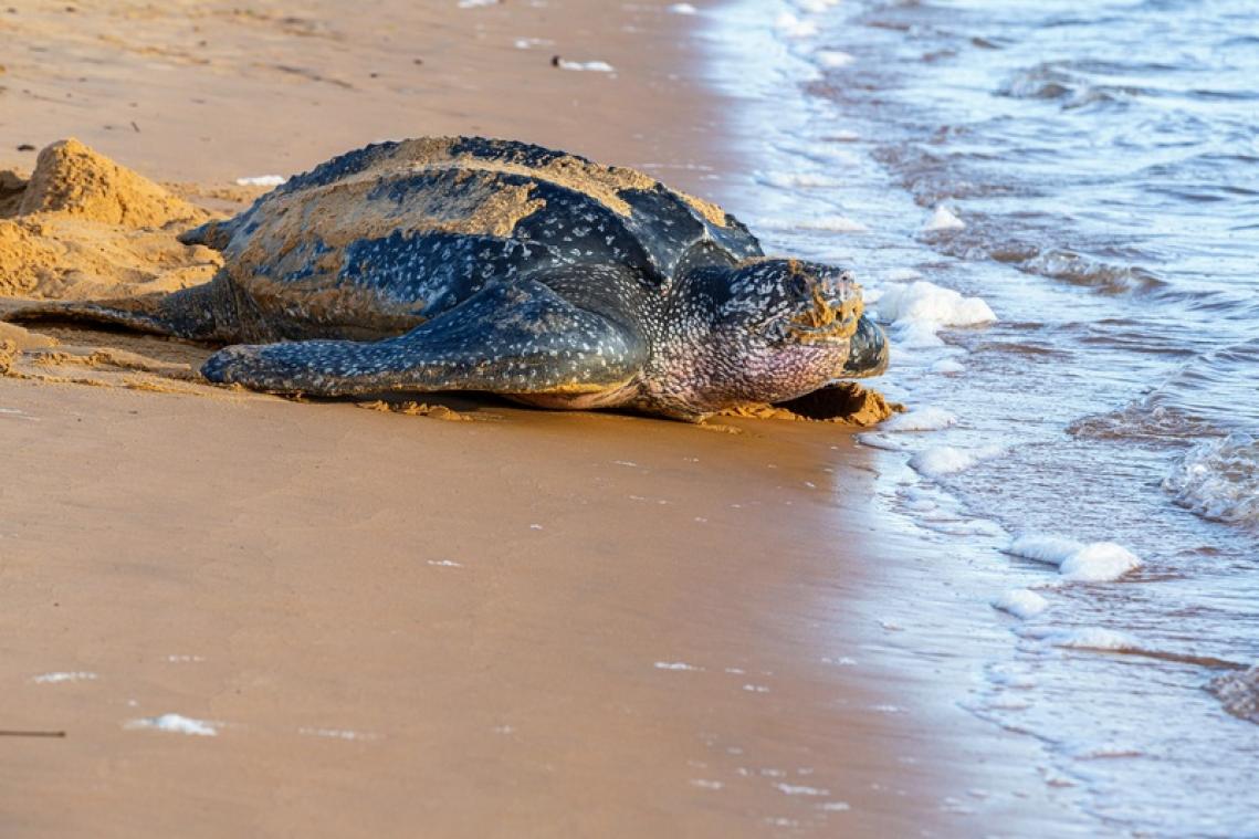 Un nid de la tortue marine la plus grande au monde découvert