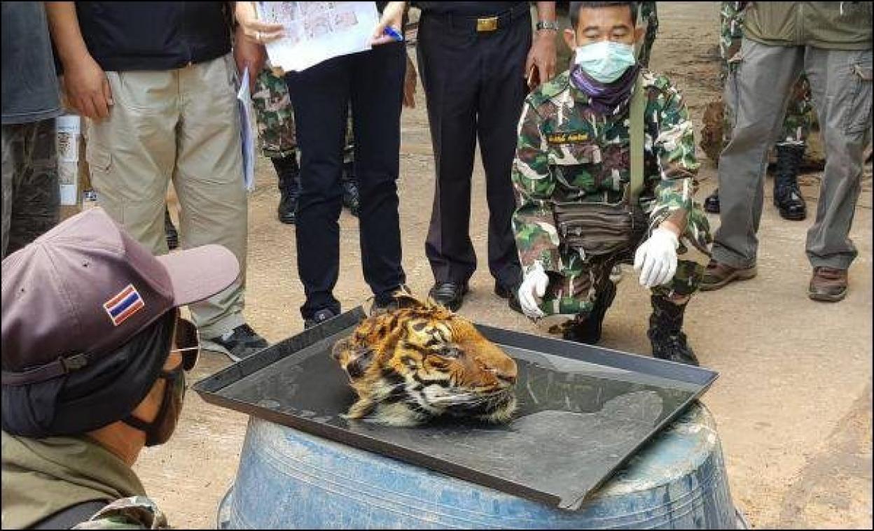 Un tigré décapité retrouvé dans un faux zoo thaïlandais