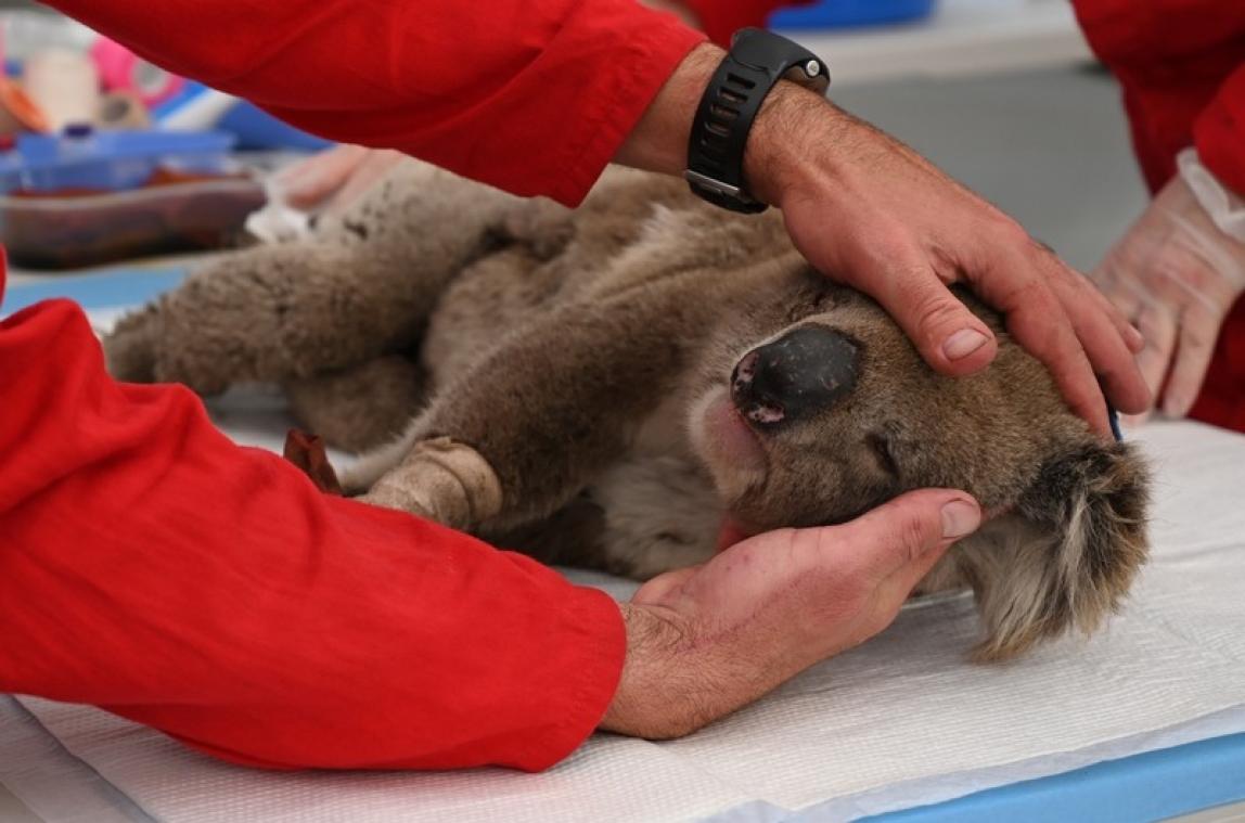 Après les feux de 2019, une campagne veut doubler le nombre de Koalas en Australie