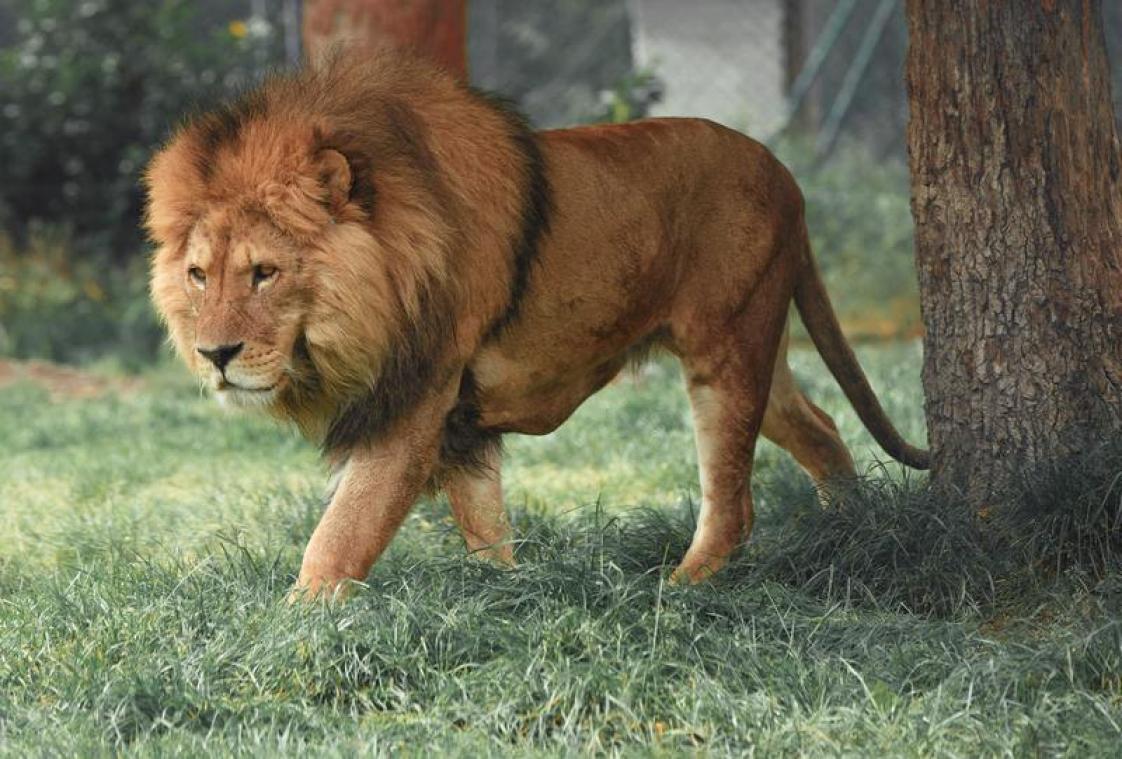 Quatre lions du zoo de Barcelone positifs au coronavirus