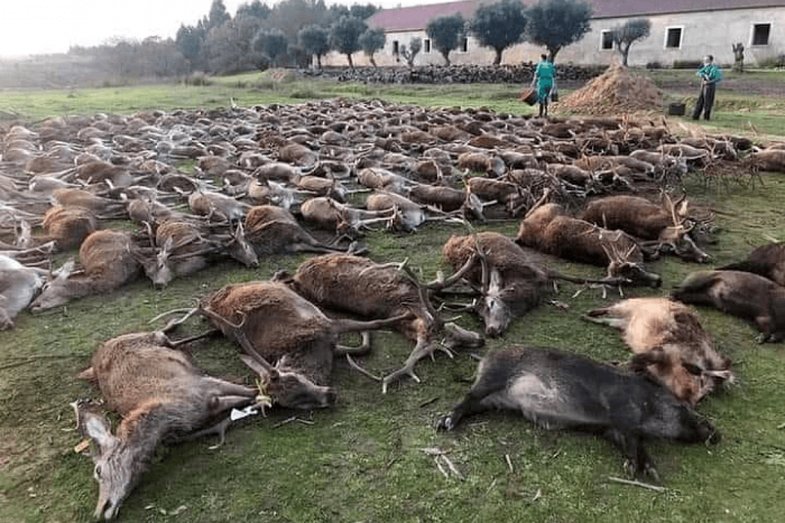 Indignation après une partie de chasse géante au Portugal, 540 animaux tués