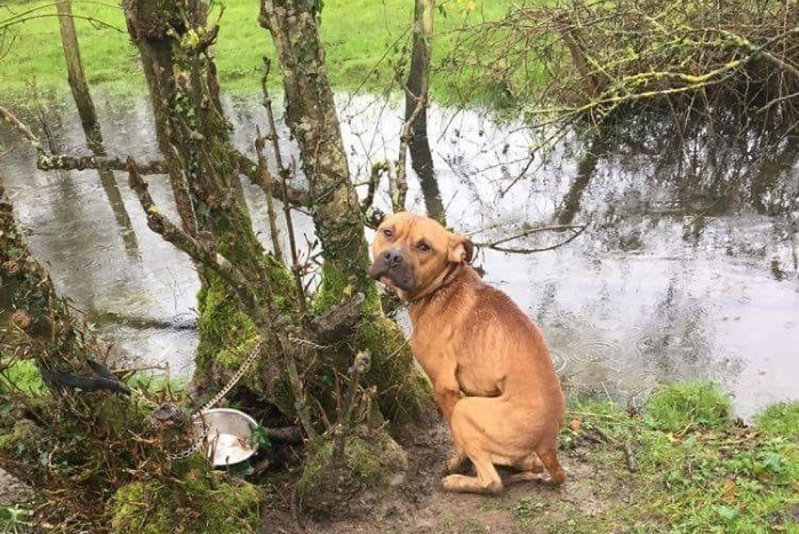 L'image de ce chien attaché et abandonné en pleine forêt crée l'émoi