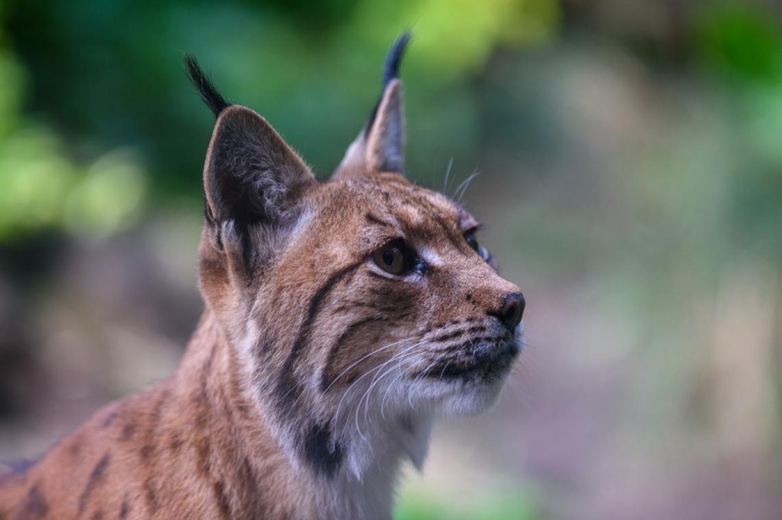 Loutres, lynx et cerfs élaphes, des mammifères devenus rares ont retrouvé la Belgique en 2020
