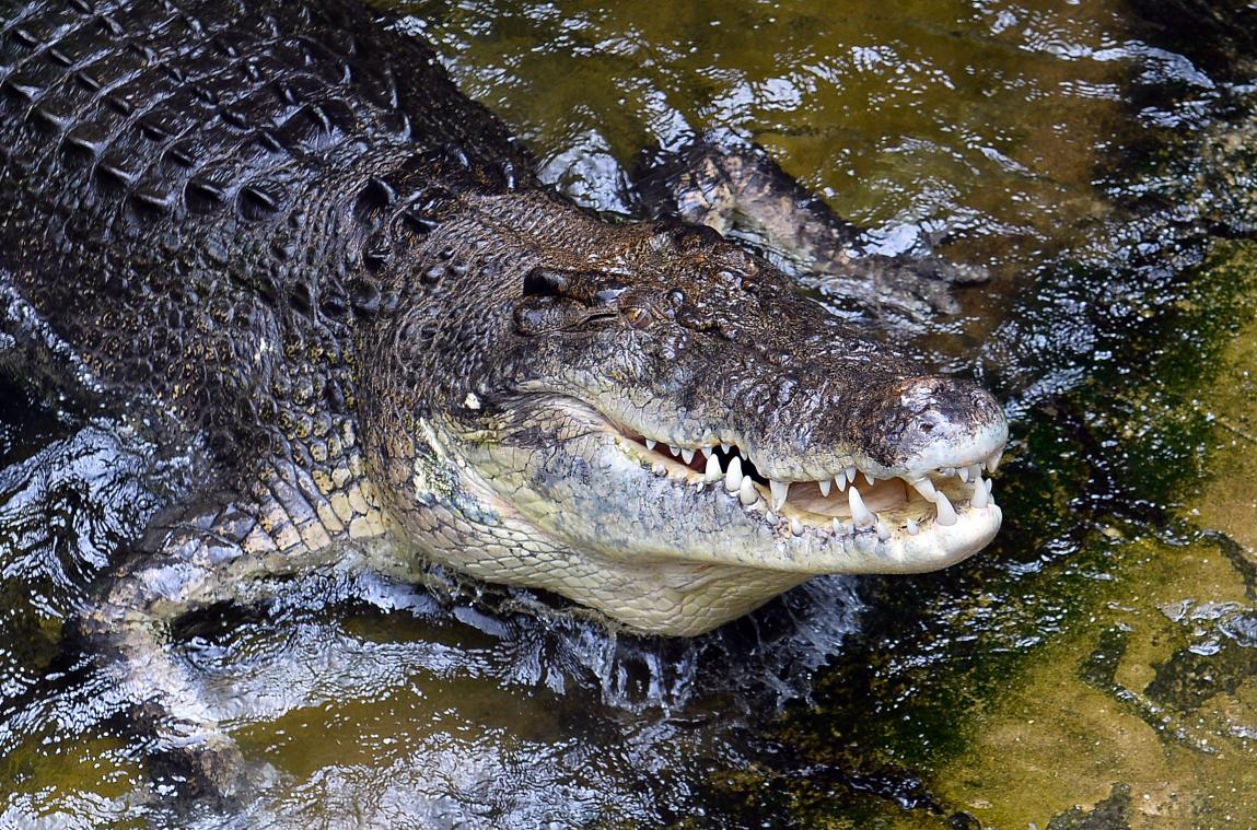 Un Australien survit à une attaque de crocodile en lui desserrant la mâchoire