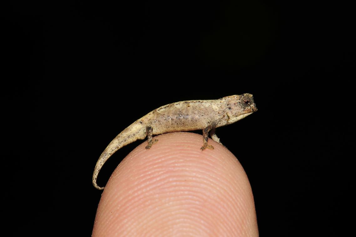 Voici le plus petit reptile au monde, récemment découvert