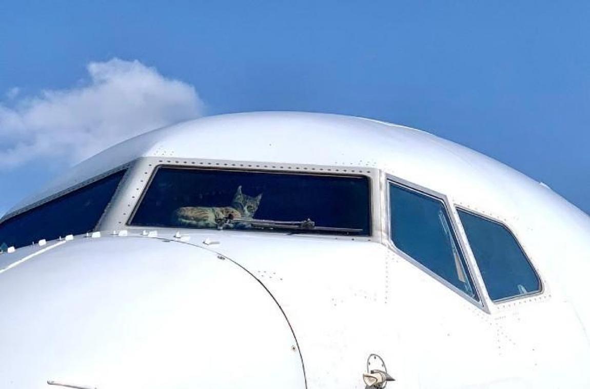 Un chat retrouvé après avoir passé deux semaines dans le cockpit d'un avion