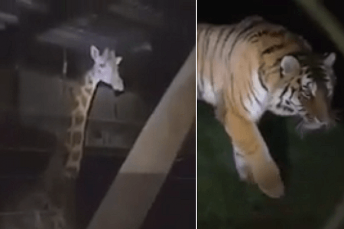 VIDEO. Arrêtés pour avoir maltraité les animaux d'un zoo, ils demandent la protection policière