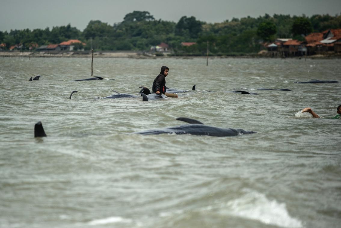 Une quarantaine de baleines pilotes meurent sur une plage en Indonésie
