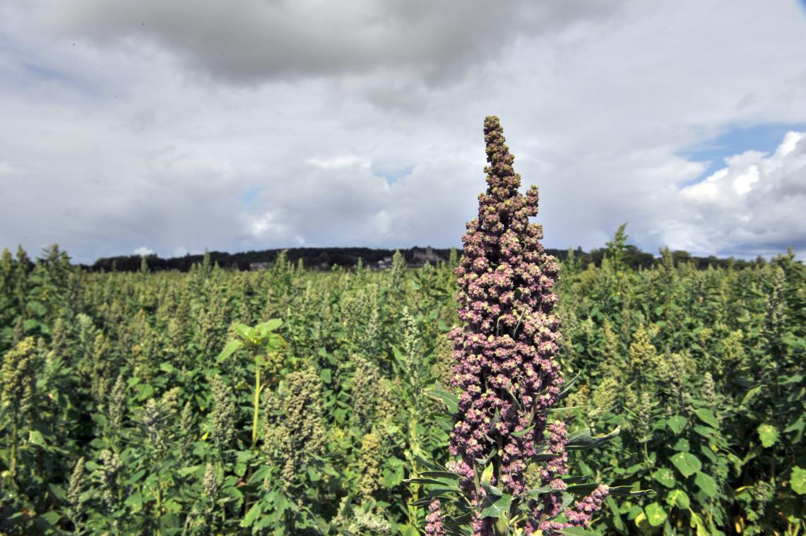 Du quinoa cultivé en Belgique, le pari d'un jeune agriculteur