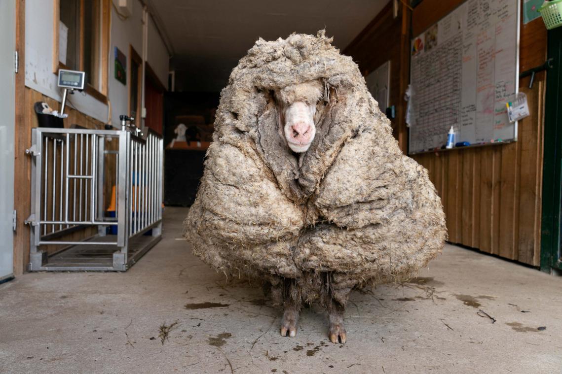 Un mouton secouru avec 35 kilos de laine sur le dos