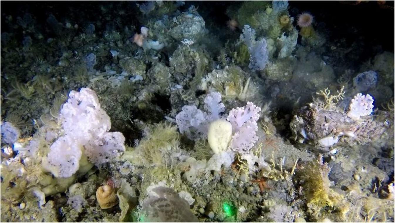 Un gigantesque jardin de coraux découvert au large du Groenland