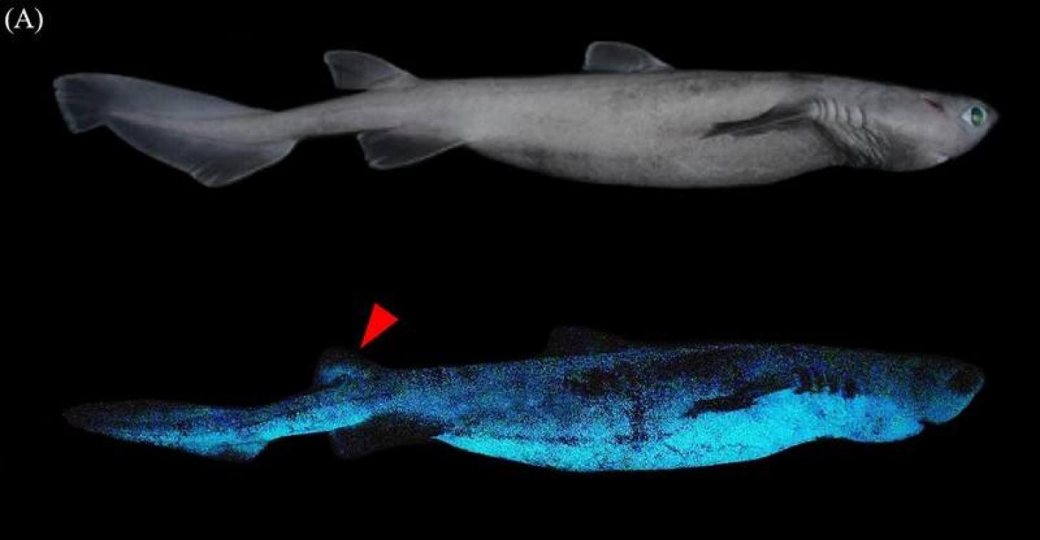 Des requins qui brillent dans le noir, l'incroyable découverte de chercheurs belges