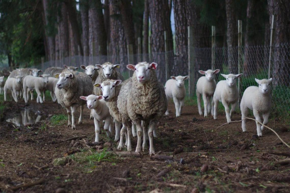 Un marchand de moutons interdit à vie de détenir n'importe quel animal, une première !