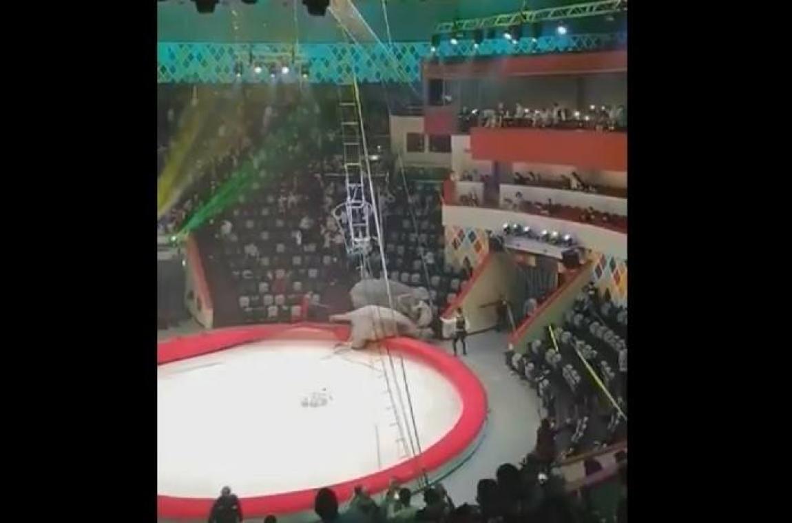 Une éléphante en assomme une autre avec sa trompe en plein cirque