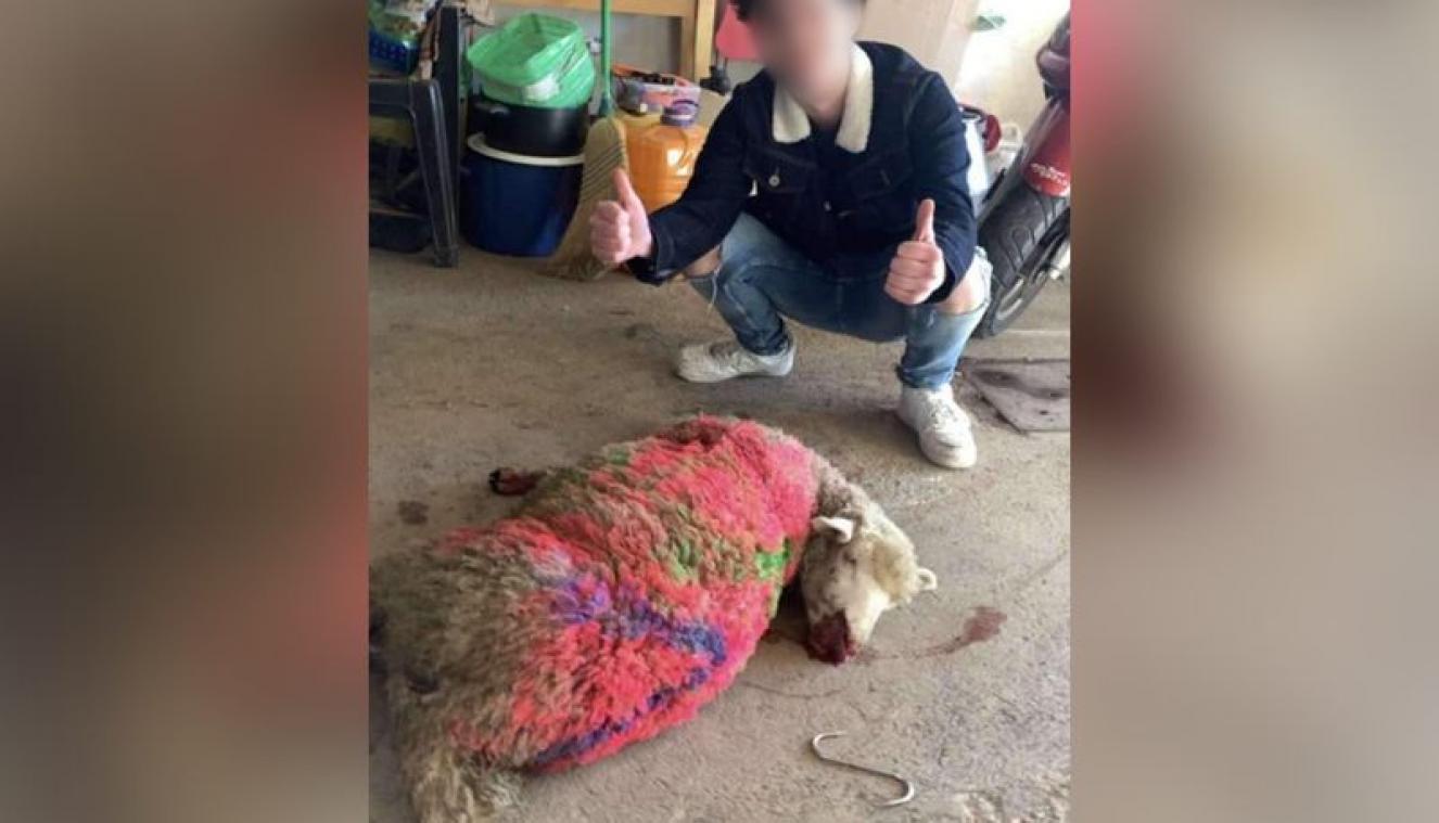 Des fêtards maltraitent et tuent un mouton, offert comme cadeau d'anniversaire