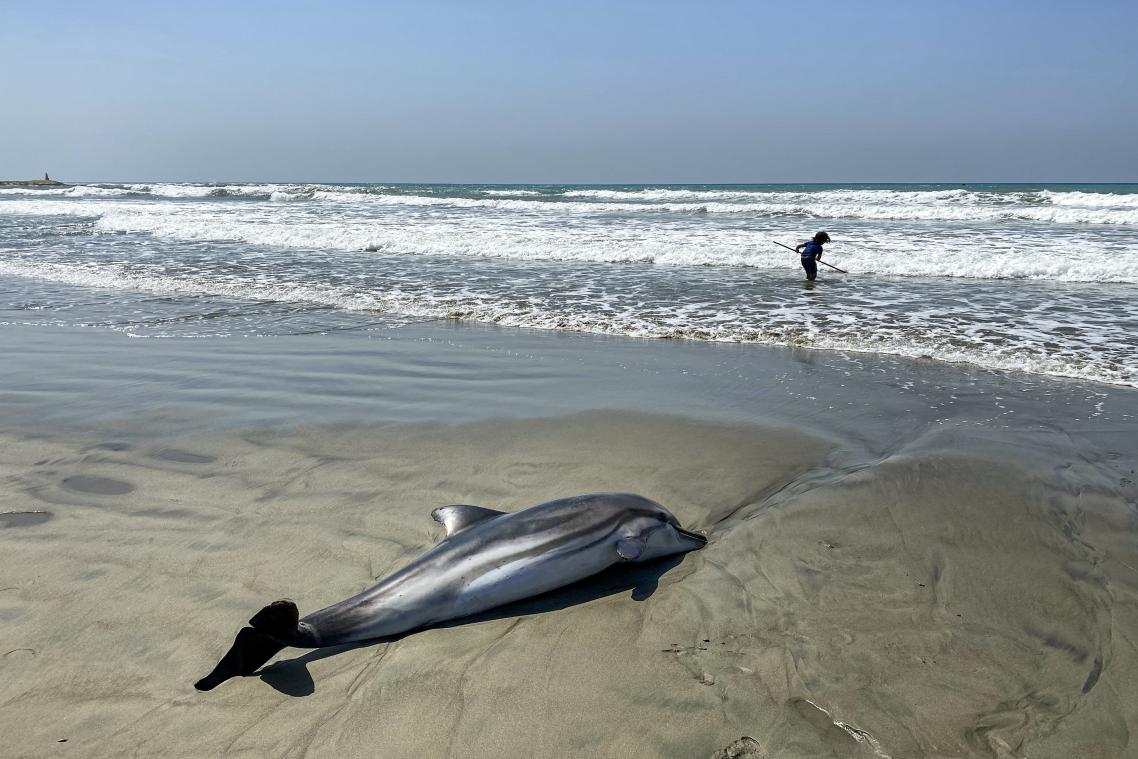Des dizaines de dauphins s'échouent sur les plages pour une raison mystérieuse