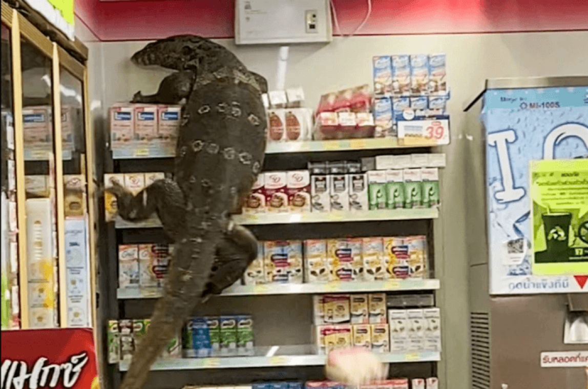 VIDEO. Un varan s'introduit dans un magasin et effraie les clients en Thaïlande