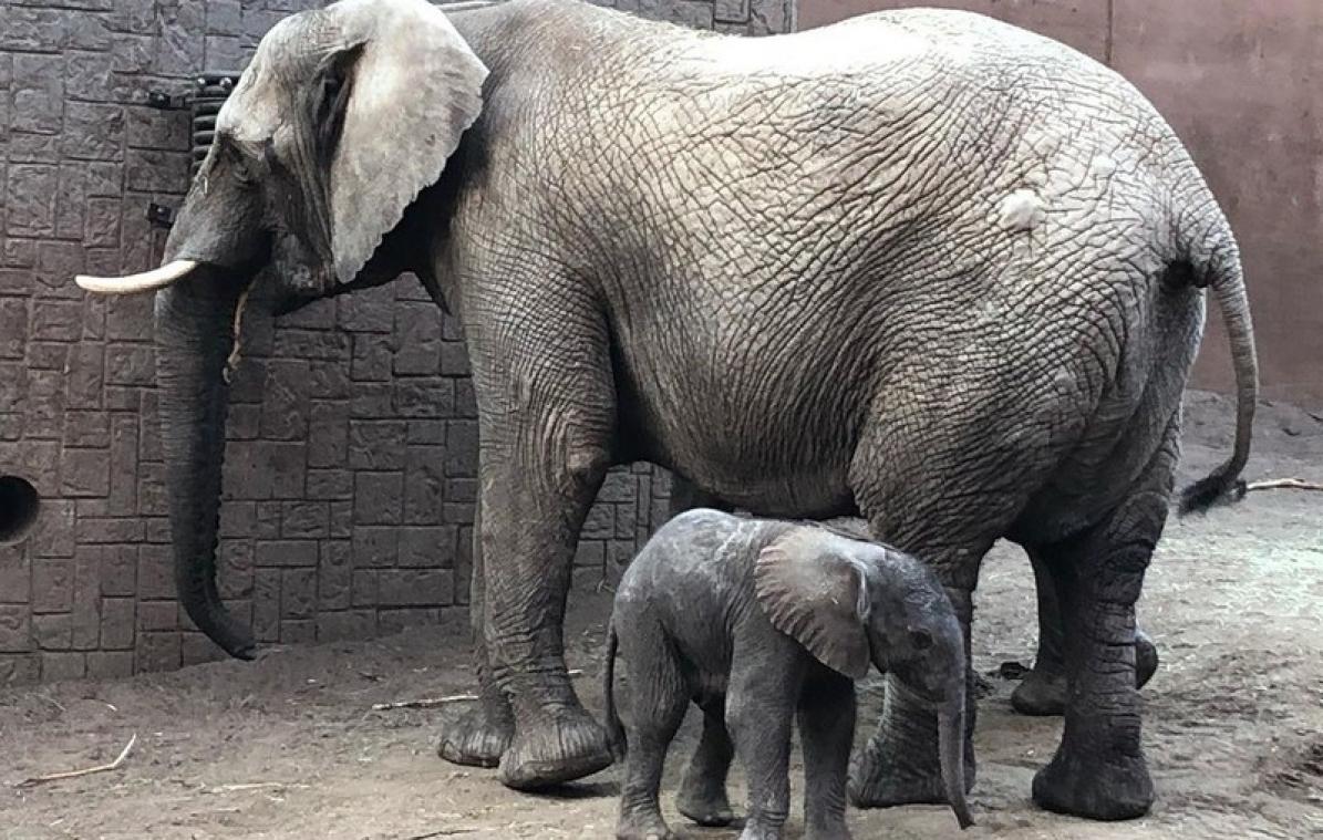 Rejeté par son troupeau, un éléphanteau meurt dans un zoo en Suède