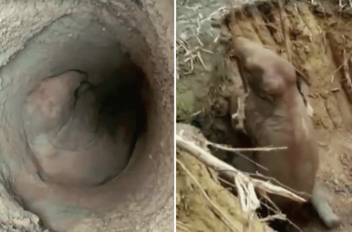 VIDEO. L'incroyable sauvetage d'un éléphanteau tombé dans un puits