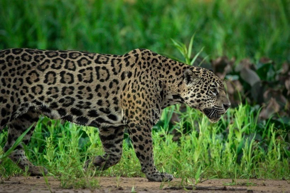 Des léopards en liberté sèment la panique en Chine