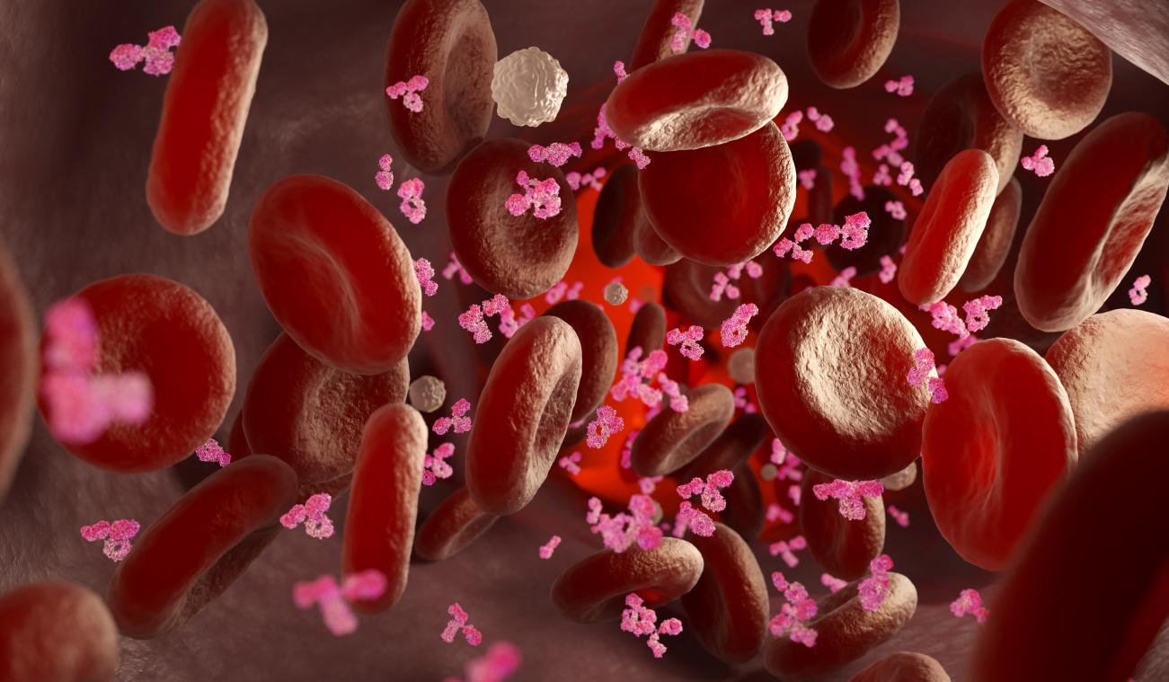 Les anticorps Covid sont très persistants : ils restent au moins huit mois dans le sang
