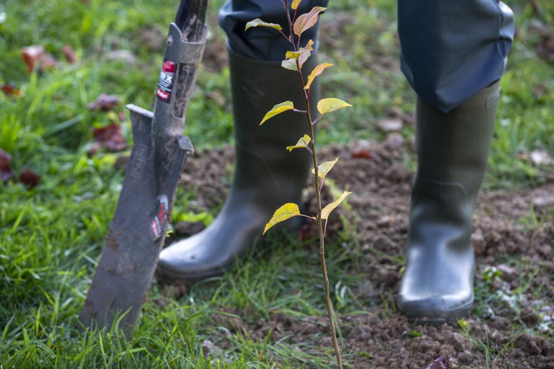 Avec « Yes We Plant », la Wallonie compte planter un million d'arbres d'ici 2024
