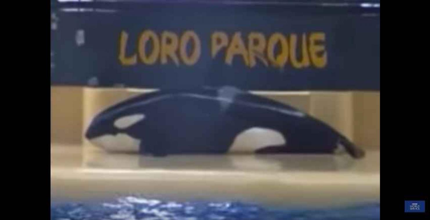VIDEO. Comme pour se suicider, un orque se jette hors de l'eau lors d'un spectacle à Tenerife