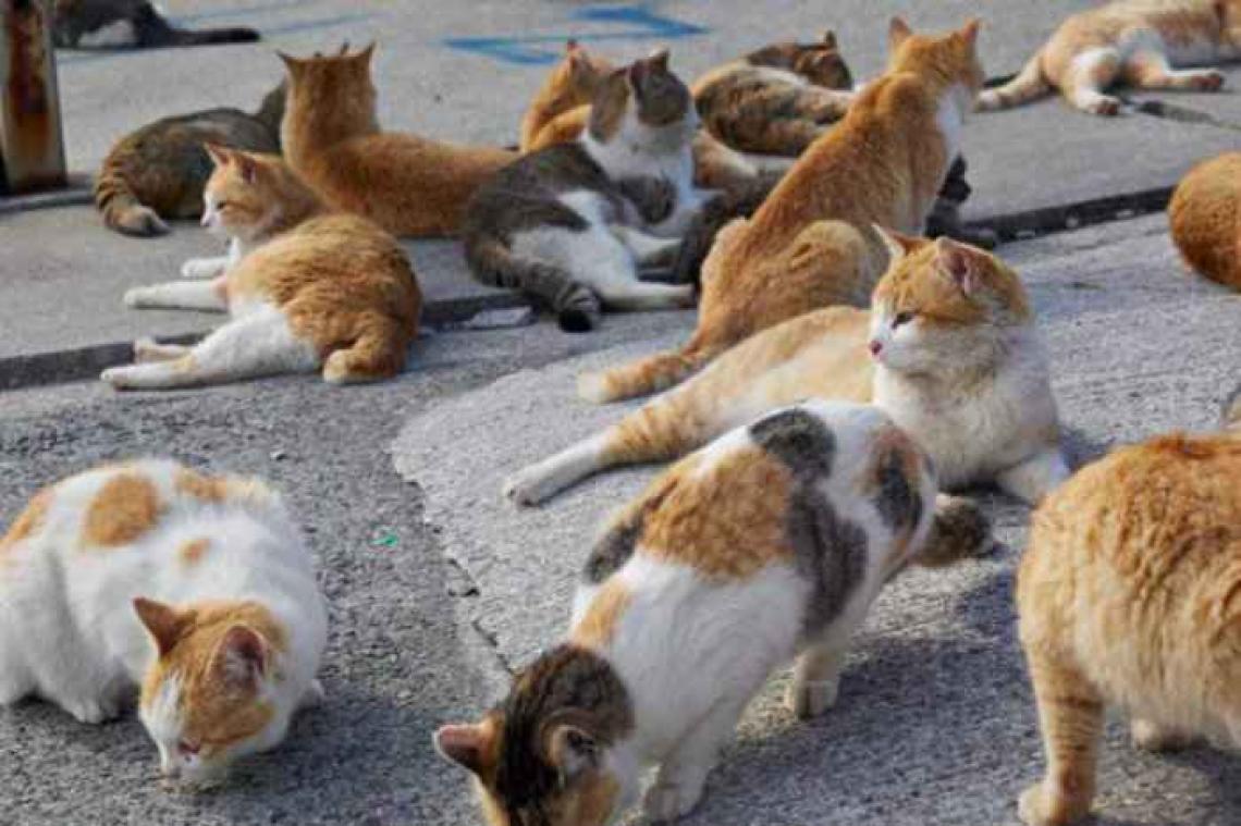 Sur une île au Japon, il y a plus de chats que d'humains