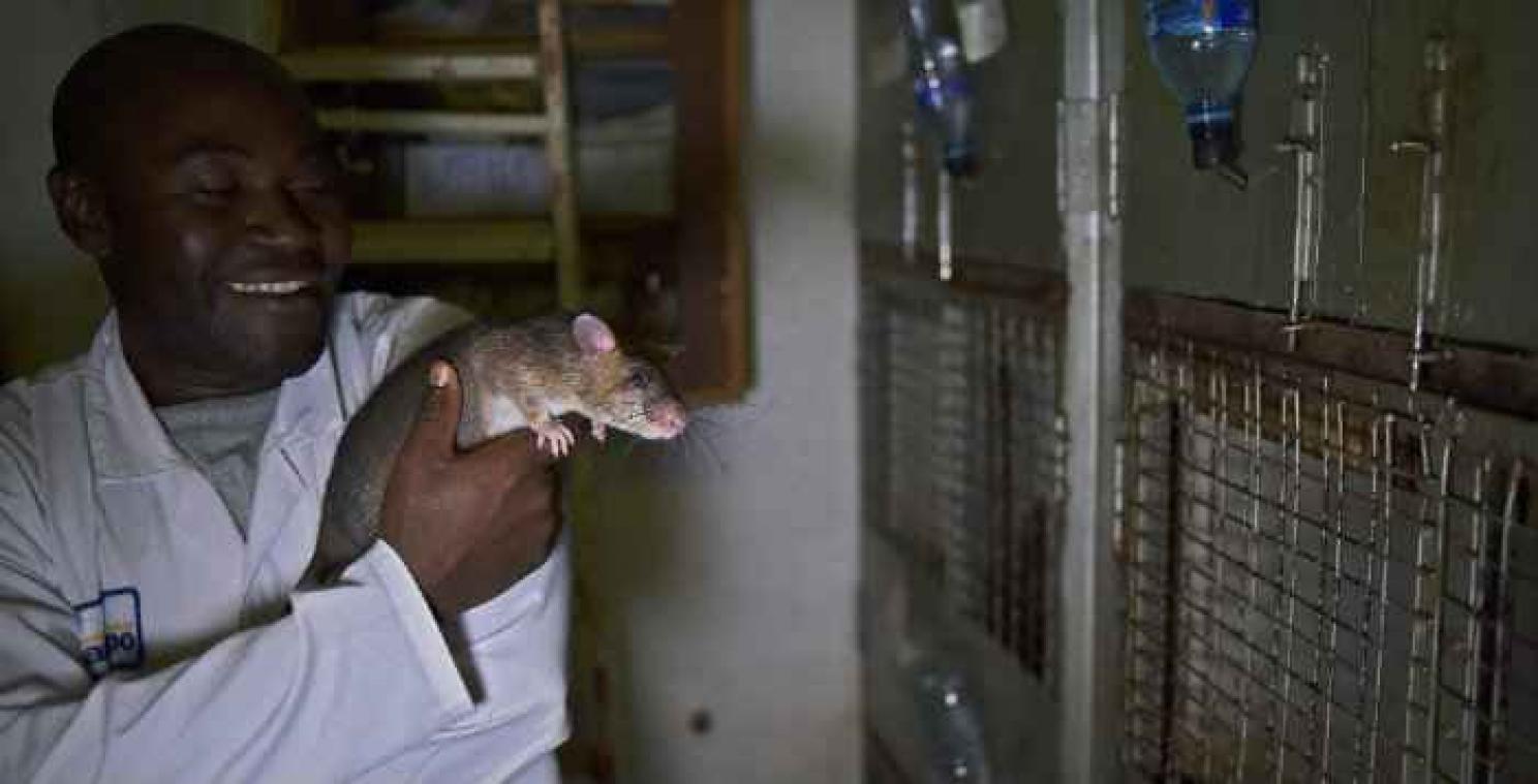 En Tanzanie, les rats sauvent des vies en déminant et dépistant la  tuberculose - Metro