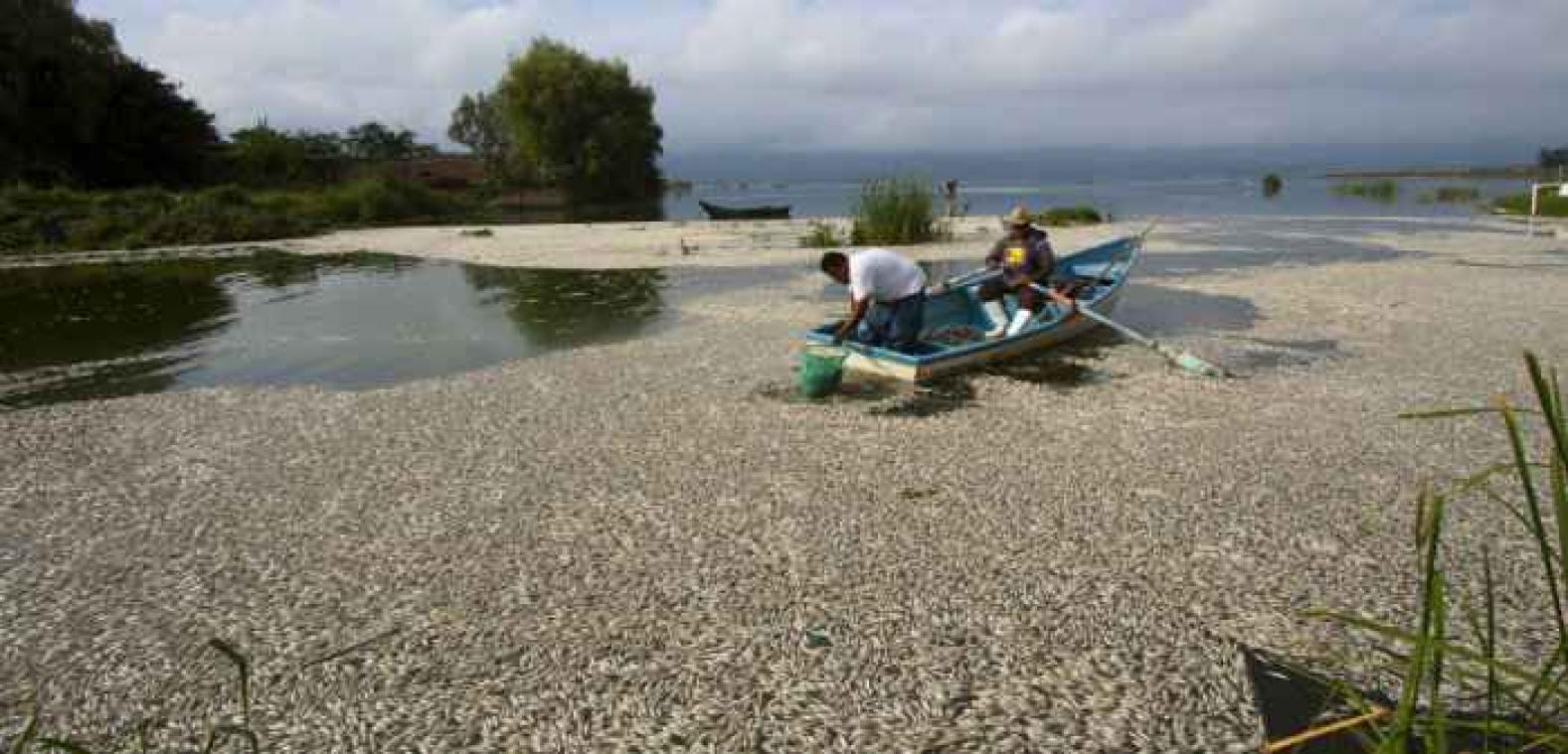 48 tonnes de poissons morts dans un lac mexicain