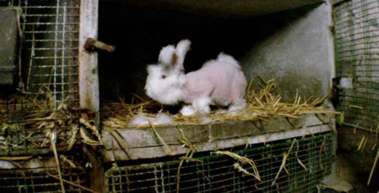 VIDEO. Une association française dénonce les souffrances des lapins angora d'élevage