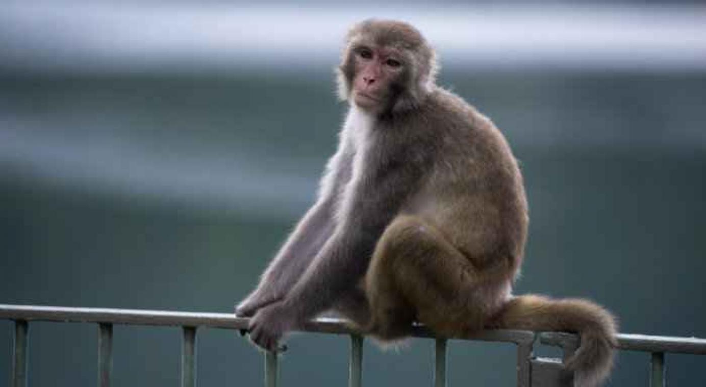 Inde: Chasse au trésor après la distribution de billets par un singe