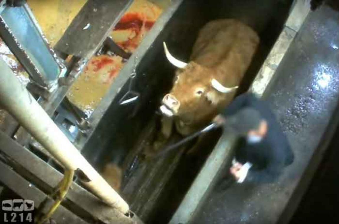 Vidéo choc de L214 sur l'abattage de vaches portant des veaux prêts à naître