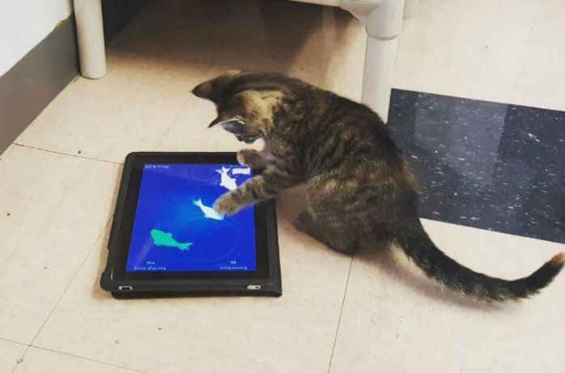 Les chats d'un refuge canadien ont reçu des iPad pour jouer et s'occuper