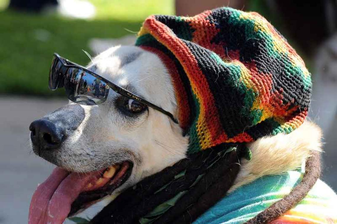 Une étude révèle l'attrait des chiens pour   la musique reggae