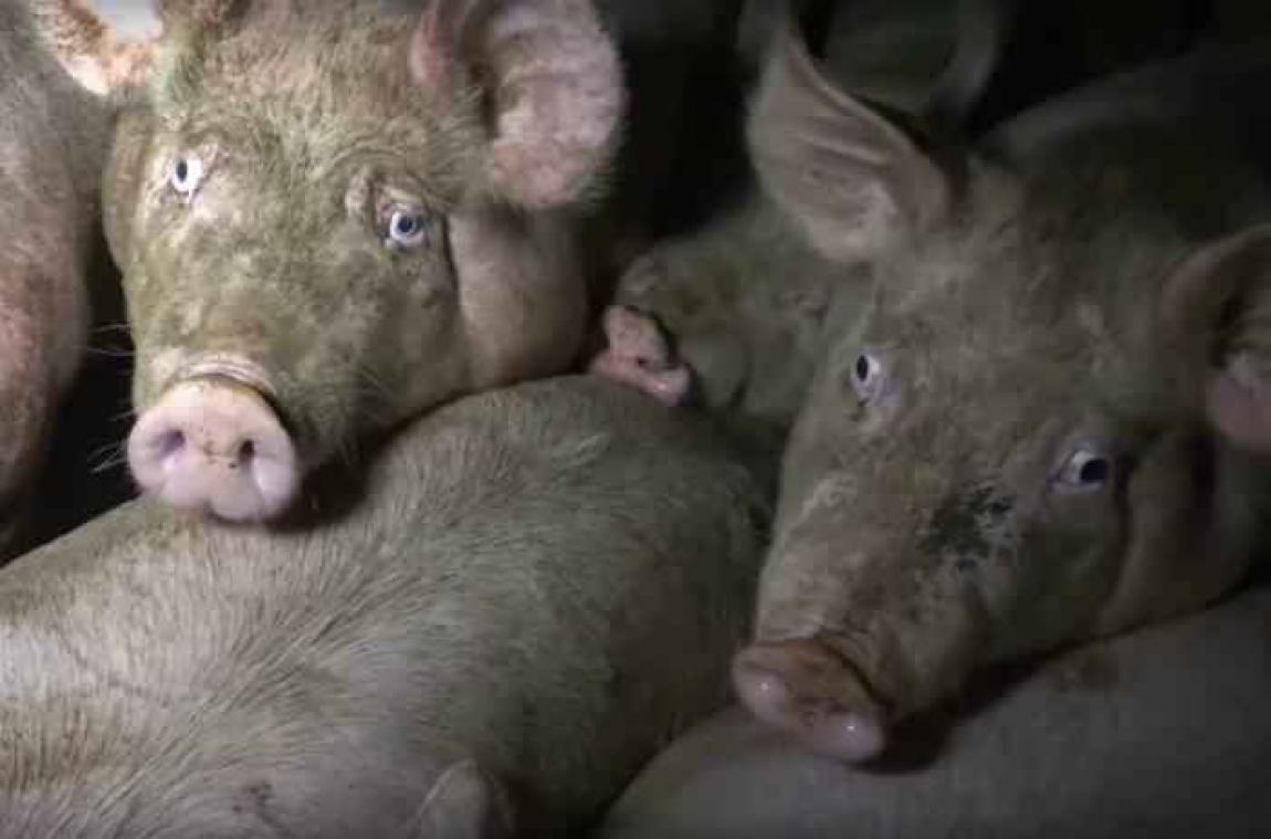 Nouvelle vidéo choc de L214 sur le traitement des cochons dans un abattoir français