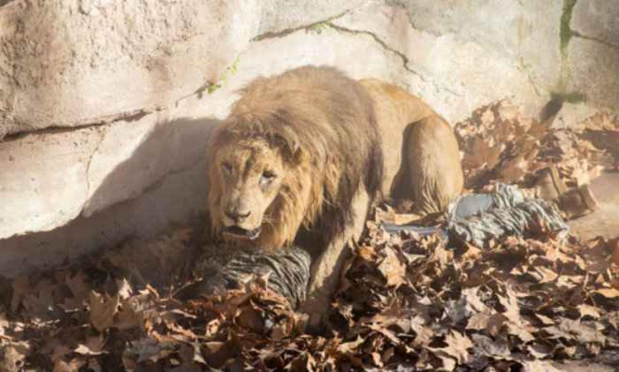 Un néo-nazi se jette dans la fosse aux lions du zoo de Barcelone