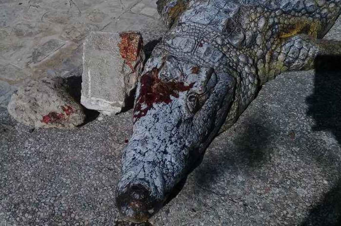 Des visiteurs du zoo de Tunis massacrent un crocodile en lui lançant des pierres