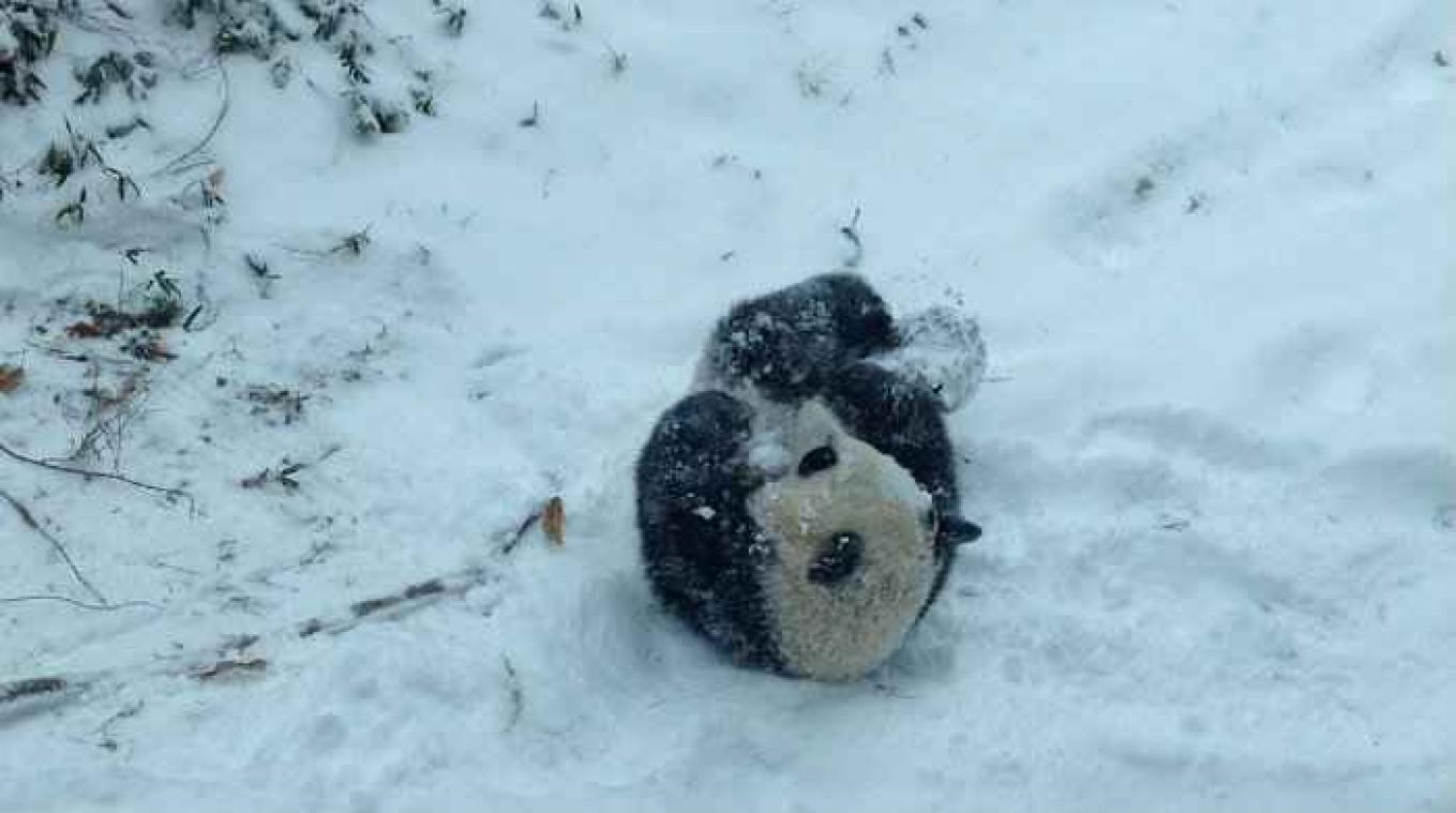 Le panda Bao Bao découvre la neige et fait craquer les internautes