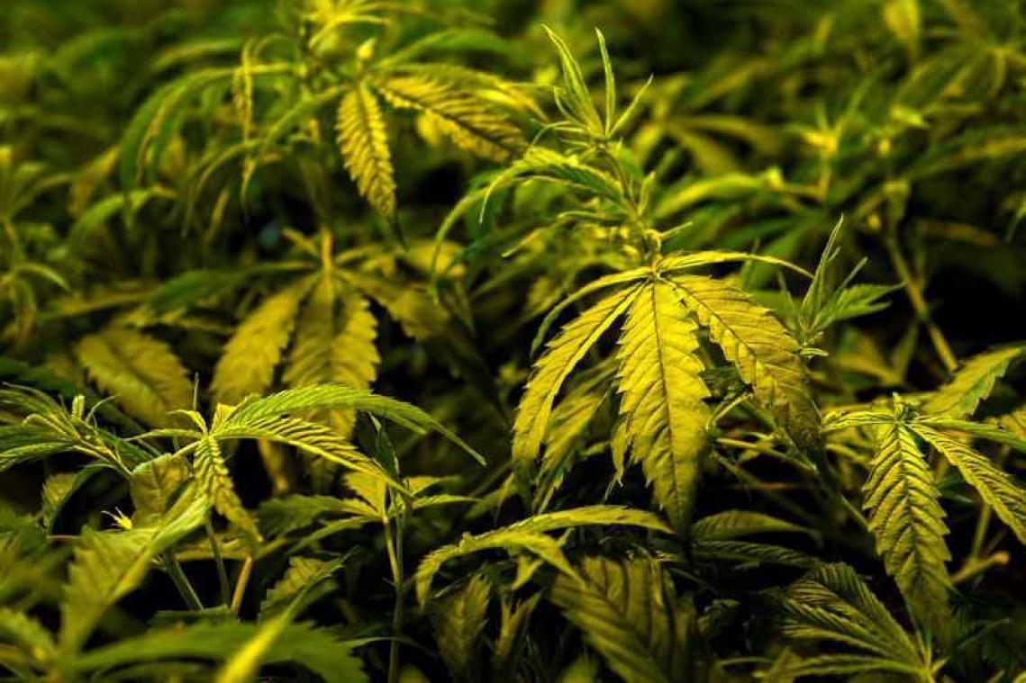 Le Canada va complétement légaliser le cannabis