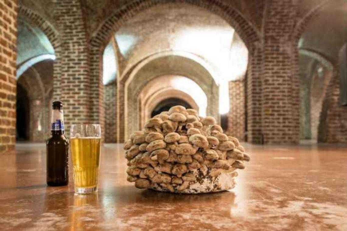 Bruxelles: Une production de champignons à base de drêches de bière