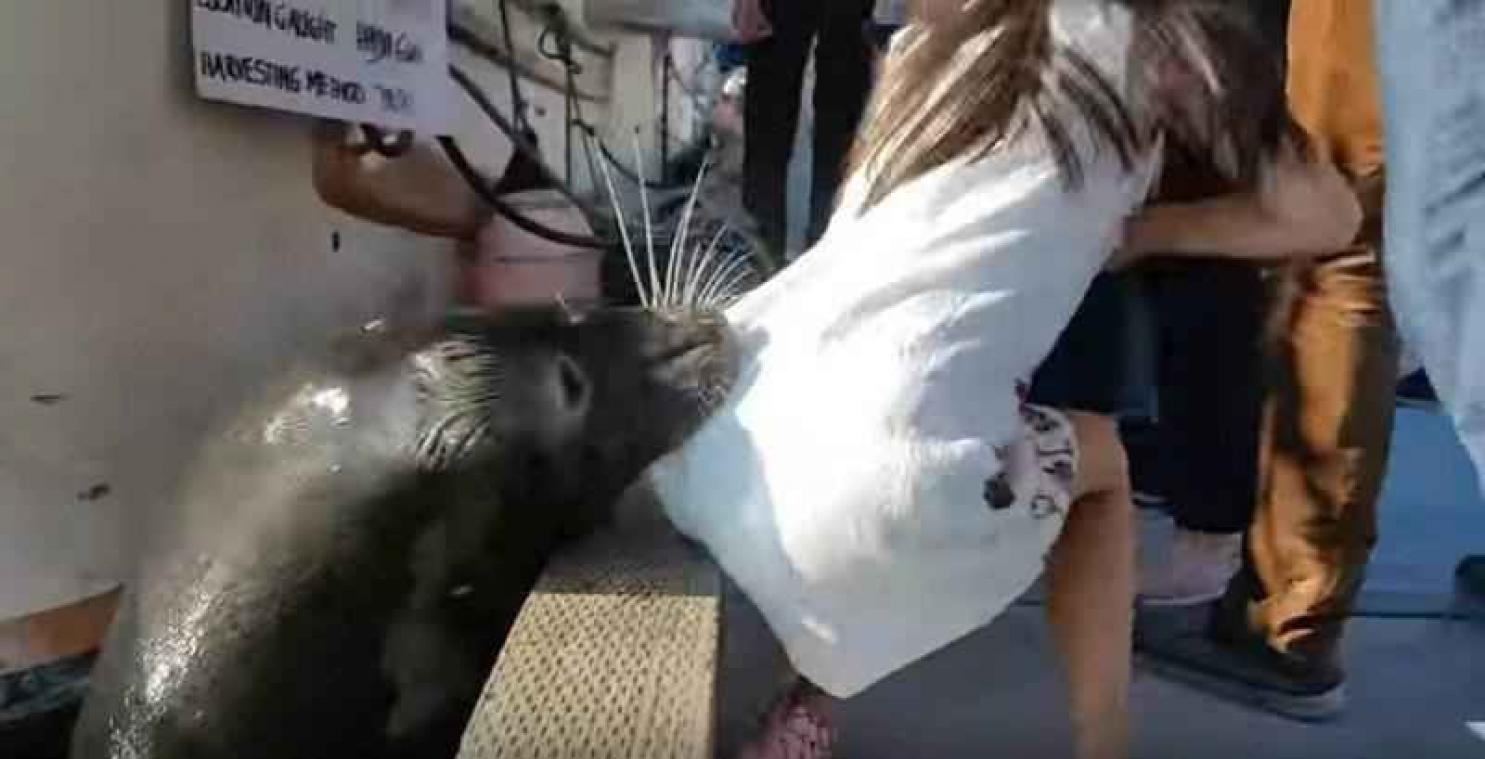VIDEO. Un lion de mer attaque une fillette et l'entraîne dans l'eau