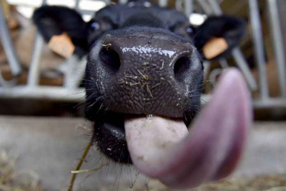 Des scientifiques veulent limiter les pets des vaches pour réduire leur impact écologique