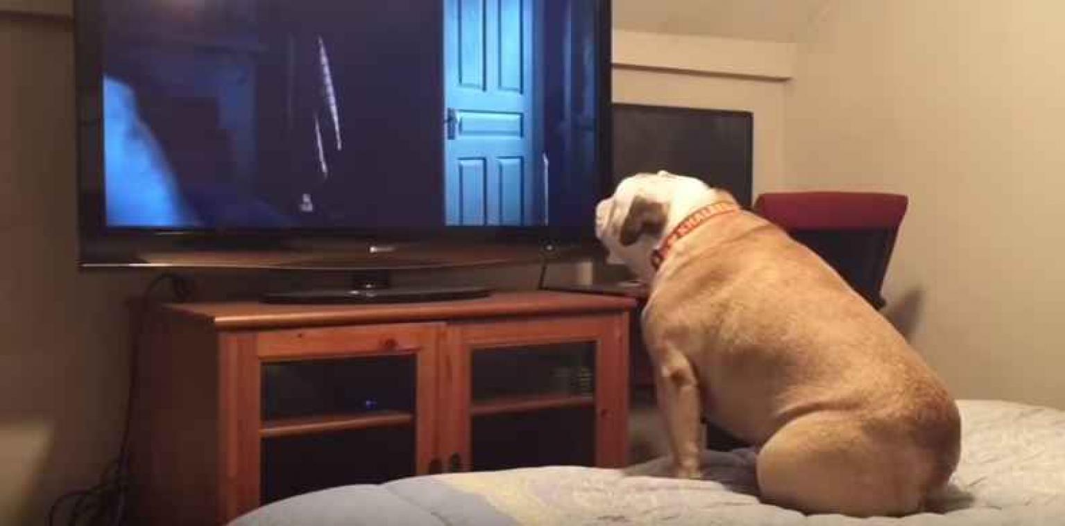 VIDEO. L'instinct protecteur de ce bulldog s'éveille face à un film d'horreur