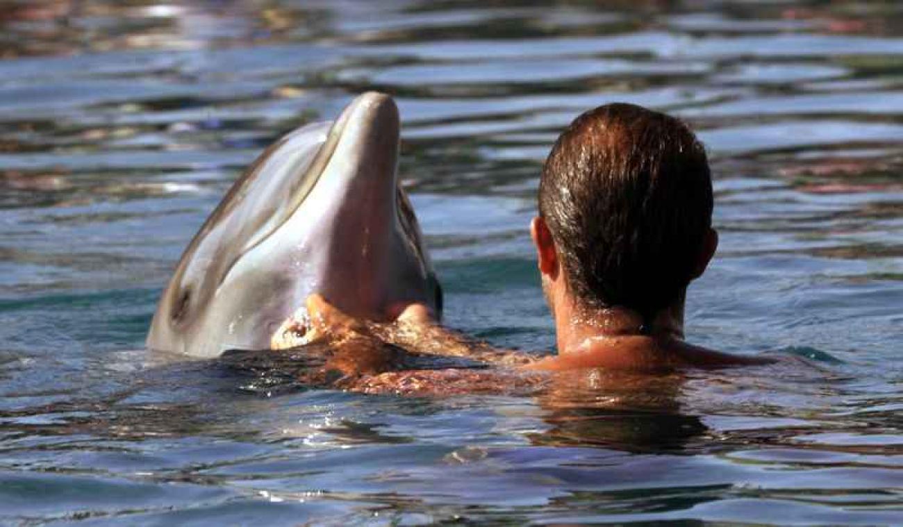 Les activités 'nager avec les dauphins' mettent en péril la vie de ces cétacés
